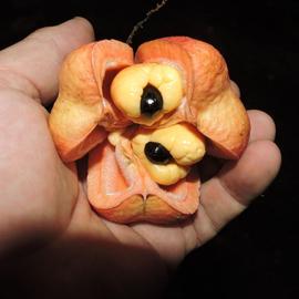   Fruit, seed:   Blighia sapida ; Photo by Reinaldo Aguilar, flickr.com
